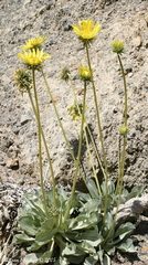 Enceliopsis covillei