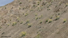 Enceliopsis covillei