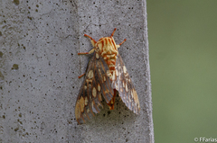 Citheronia brissotii