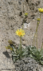 Enceliopsis covillei