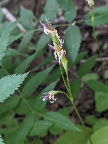 Ellis' Shooting Star (Primula standleyana)