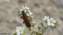 Eupompha schwarzi
