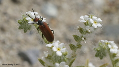 Eupompha schwarzi