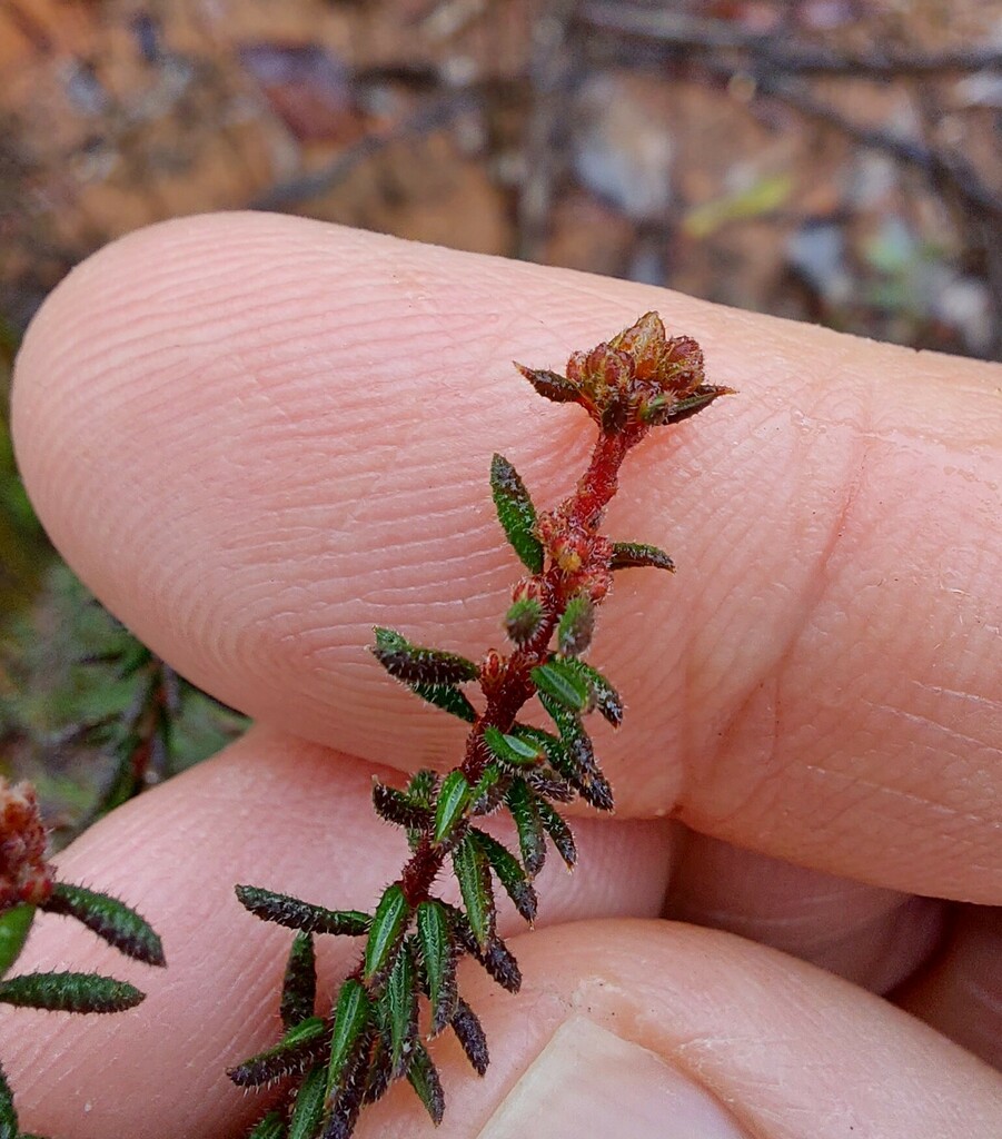 Small Leaf Parrot Pea From Newnes Plateau Nsw Australia On July At Am By