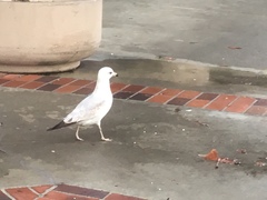 Larus