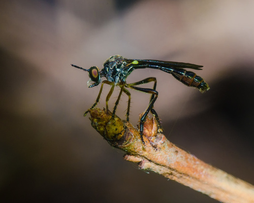 Dioctria hyalipennis nuotrauka
