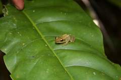 Guibemantis methueni