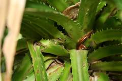 Guibemantis methueni