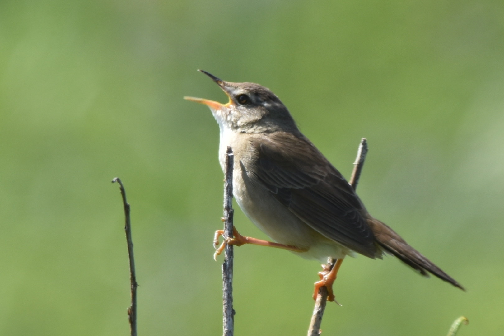 Middendorff's Grasshopper Warbler
