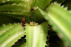 Guibemantis methueni