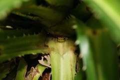 Guibemantis methueni