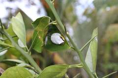Heterixalus madagascariensis