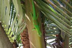 Phelsuma grandis