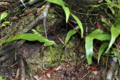 Zonosaurus madagascariensis