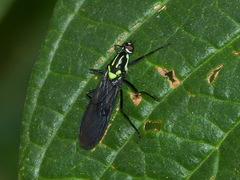 Raphiocera ornata