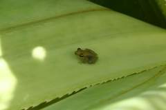 Guibemantis methueni