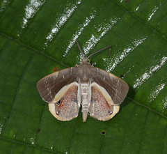 Opisthoxia