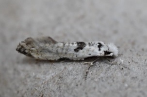 Nemapogon tylodes