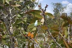 Heterixalus madagascariensis