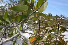 Heterixalus madagascariensis