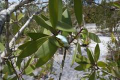 Heterixalus madagascariensis