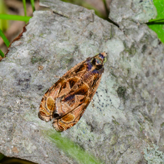 Olethreutes tilianum