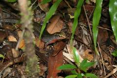 Zonosaurus madagascariensis