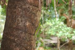 Phelsuma laticauda laticauda