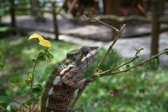 Furcifer pardalis