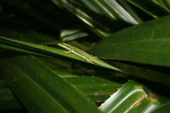 Phelsuma lineata