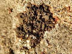 Umbilicaria hyperborea