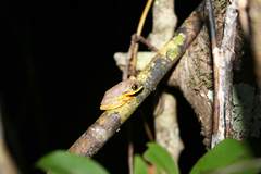 Heterixalus madagascariensis