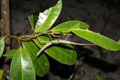 Leiophasmatinae
