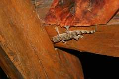 Hemidactylus mercatorius