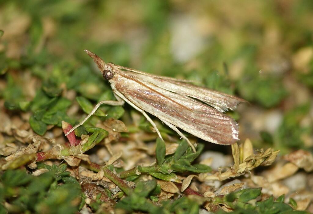 Emmalocera anerastica