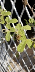 Passiflora santiagana