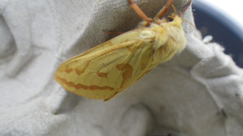 Hepialus humuli
