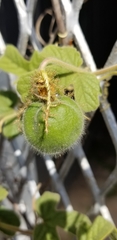 Passiflora santiagana