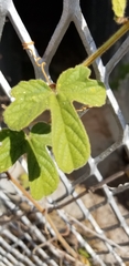 Passiflora santiagana