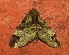 Pachyplastis apicalis