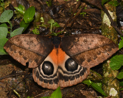 Automeris niepelti