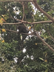 Plecturocebus ornatus