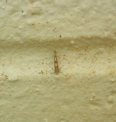 Pyroderces apparitella