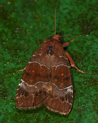 Hampsonodes mastoides