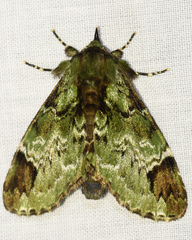 Pachyplastis apicalis