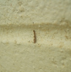 Pyroderces apparitella