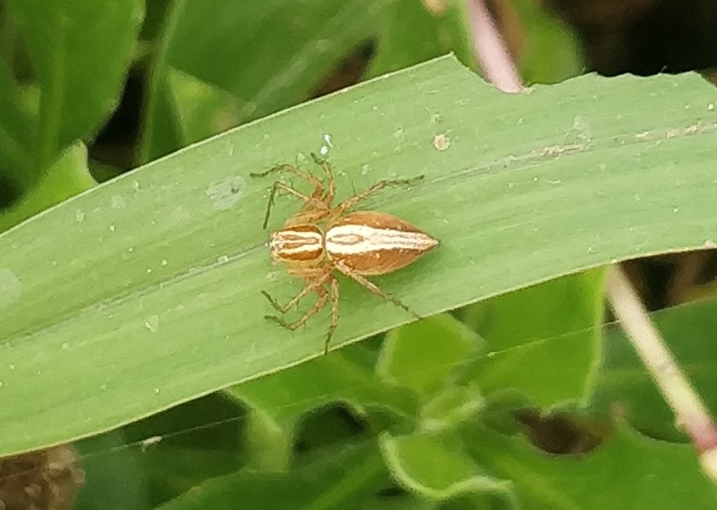 Oxyopes kraepelinorum