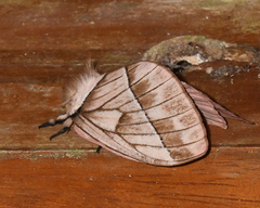 Pseudodirphia weberorum