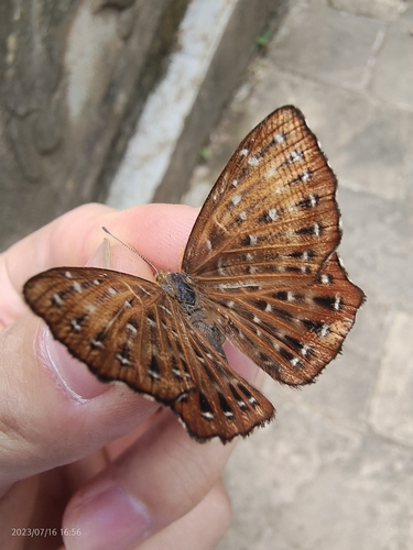 Punchinello