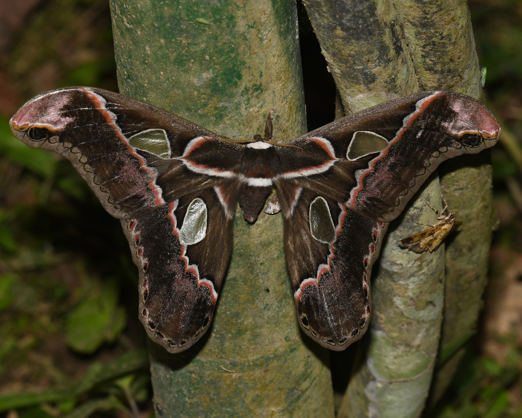 Rothschildia lebecuatoriana